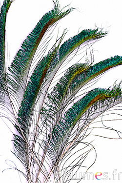 Paon bleu sabre - 25-30 cm - naturel